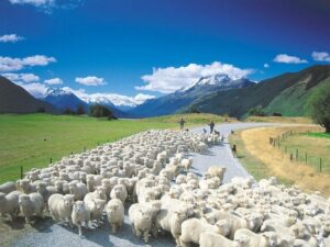 Овцы в Австралии фото